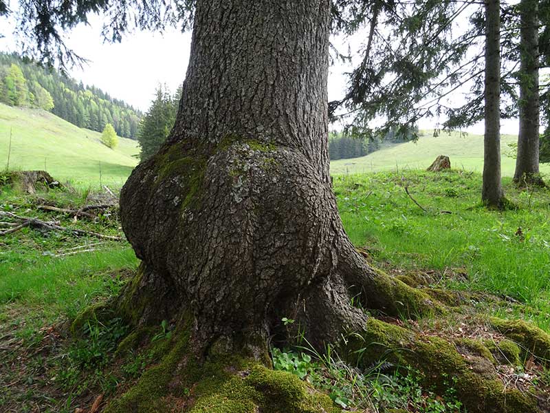 Hochkogel